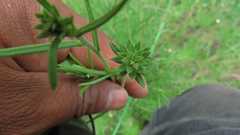 Galium mexicanum