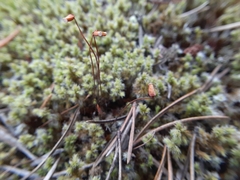 Racomitrium canescens