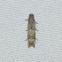 Epiblema minutana
