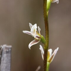 Prasophyllum cyphochilum