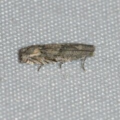 Epiblema minutana