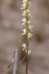 Prasophyllum cyphochilum