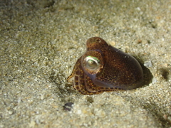 Sepiolidae