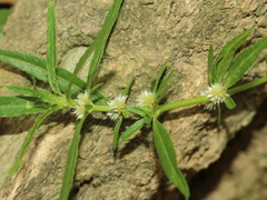 Alternanthera sessilis