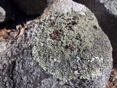 Xanthoparmelia conspersa