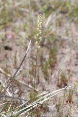 Prasophyllum cyphochilum