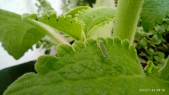 Sibovia