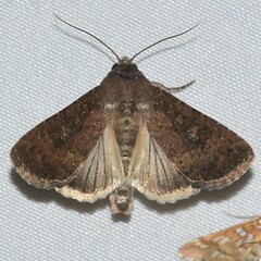 Condica sutor