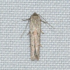 Hypatopa punctiferella