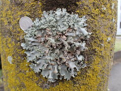 Parmotrema clavuliferum