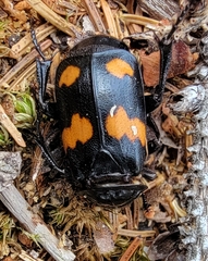 Nicrophorus orbicollis
