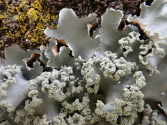 Parmotrema clavuliferum