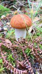 Leccinum aurantiacum