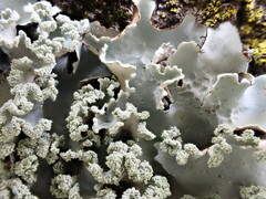 Parmotrema clavuliferum