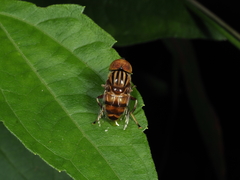 Eristalinus