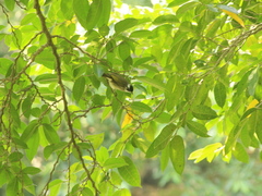 Pycnonotus sinensis formosae