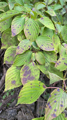 Cornus alternifolia