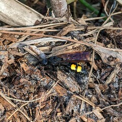 Pygodasis quadrimaculata