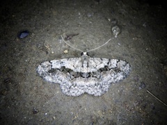 Satoblephara parvularia