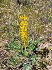 Lupinus luteus