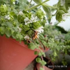 Myrapetra
