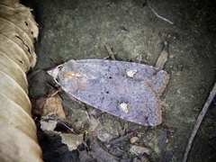 Diarsia deparca