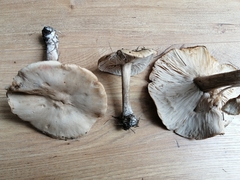 Melanoleuca exscissa