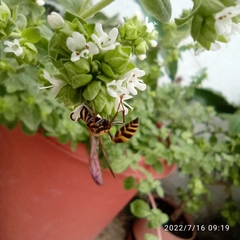 Myrapetra
