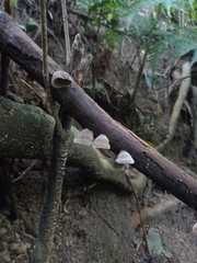 Auricularia nigricans