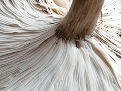 Melanoleuca exscissa