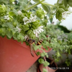 Myrapetra