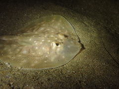 Raja undulata