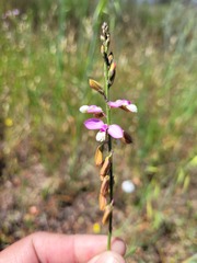 Polygala garcinii