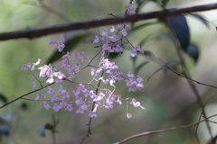 Ionopsis utricularioides