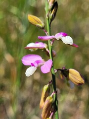 Polygala garcinii