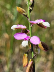 Polygala garcinii