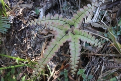 Adiantum flabellulatum