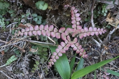 Adiantum flabellulatum