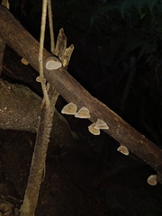 Auricularia nigricans