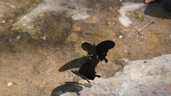 Papilio nephelus chaon