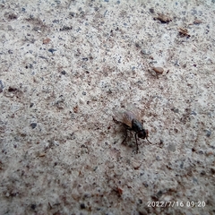 Muscoidea