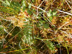 Polemonium acutiflorum