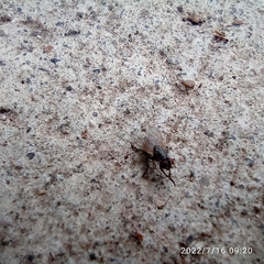 Muscoidea