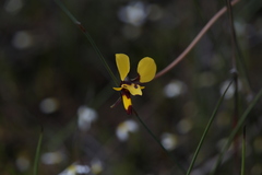 Diuris laxiflora