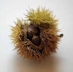 Castanea dentata