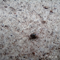 Muscoidea