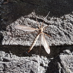 Tipula