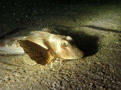 Chelidonichthys lucerna