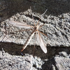 Tipula