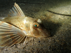 Chelidonichthys lucerna